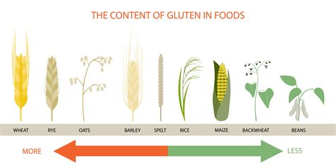 What’s A Gluten Free Diet And Who Needs It Calorie Care