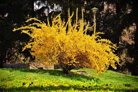 How To Grow And Care For Weeping Forsythia Shrubs