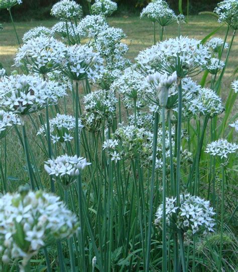 Garlic Chives Ornamental Plants Edible Flowers Flowers Perennials