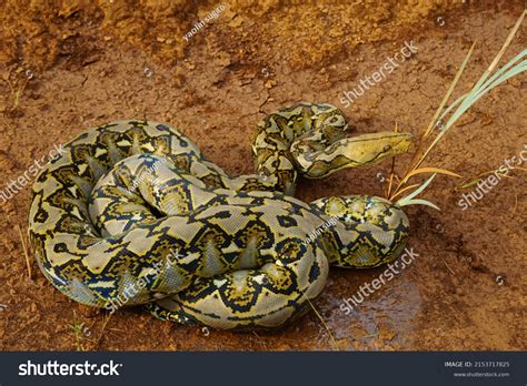 Reticulated Python Malayopython Reticulatus Python Species Stock Photo