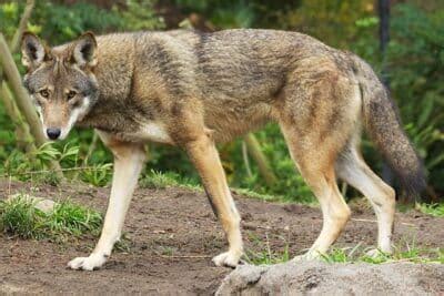 Tipos de lobos e as principais variações dentro da espécie