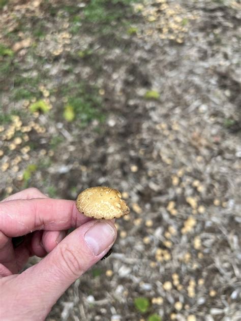 Are These Agrocybe Rmycology