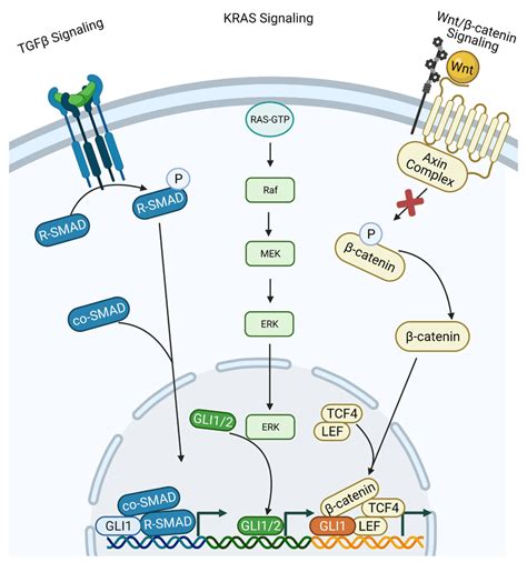 Non canonical activation of the Hh GLI pathway TGFβ Signaling Ligand