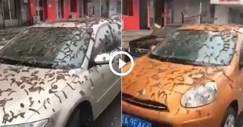 VÍDEO Chuva de vermes cai sobre carros e amedronta moradores