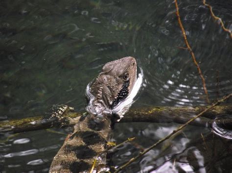 Water Dragon Ready For A Swim In The Blue Lake At Jenolan Caves This