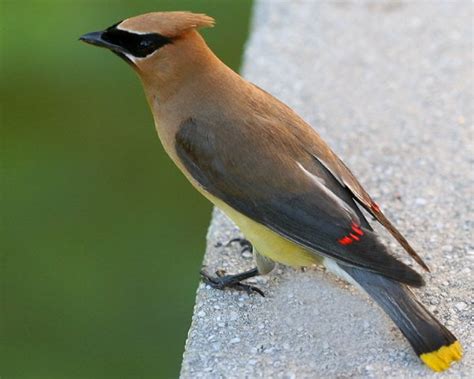 Cedar Waxwing vs. Bohemian Waxwing - 10,000 Birds