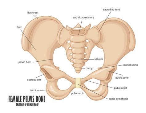 Hembra Pelvis Hueso Anatom A Vector Ilustraci N Vector En