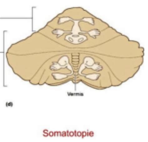 Structure Du Cervelet Cartes Quizlet