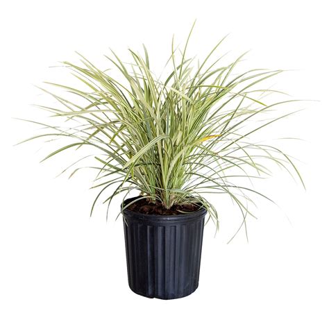 Aztec Grass 2 5 Quart Green And White Variegated Liriope Lily Turf Groundcover Live Plant