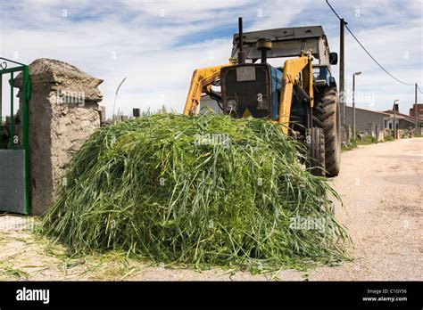 Tractor with forage for cattle Stock Photo - Alamy