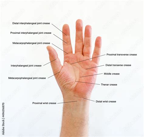 Diagram Of Hand Lines And Flexion Creases On The Right Palm With The