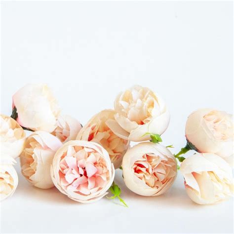 Cream Peonies - Etsy