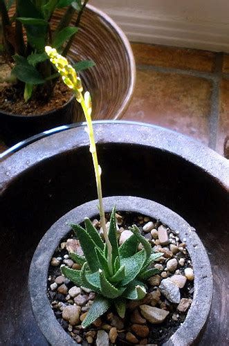 Aloe Angelo Aloe Angelo Aloe Hybrid Plants Cultivar Randy