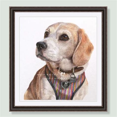 Steve Coloured Pencil Beagle Portrait By Wildlife And Pet Artist Angie