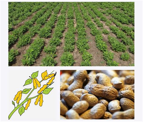 How To Grow Groundnuts Cultivation Planting And Harvesting