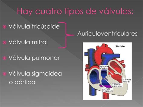 Ppt VÁlvulas Del CorazÓn Powerpoint Presentation Free Download Id2249100