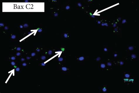 Immunofluorescence Caspase P And Bax A Control Cells Showing