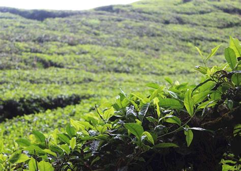 Cameron Highlands Malaysia Tailor Made Trips Audley Travel Uk