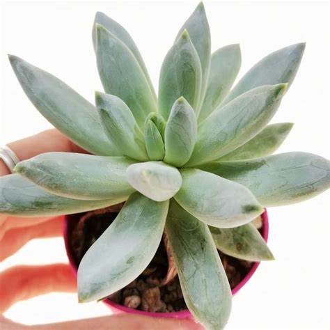 Pachyveria Glauca 6 5 Cm Crassulaceae Giromagi Vendita Piante Grasse