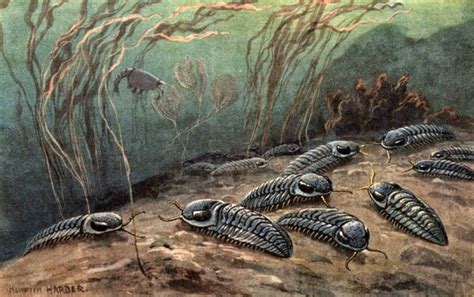 Acidic Oceans Linked To Greatest Extinction Ever Geology Page