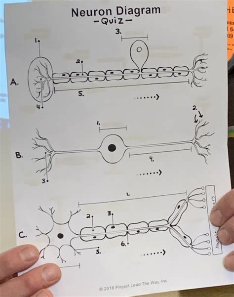 Neuron Diagram Quiz Diagram | Quizlet