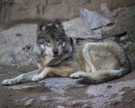 Mexican Grey Wolf editorial stock image. Image of wolf - 112842999