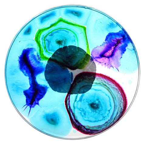 Free Petri Dish Picture Download Free Petri Dish Picture Png Images