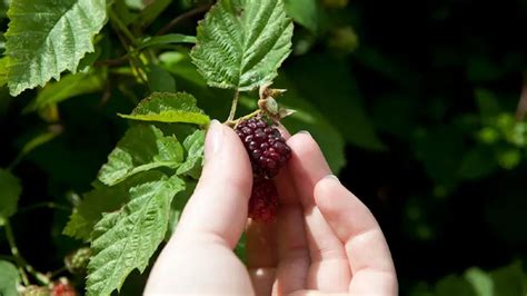 5 Simple Ways To Protect New Zealands Native Wildlife And Natural