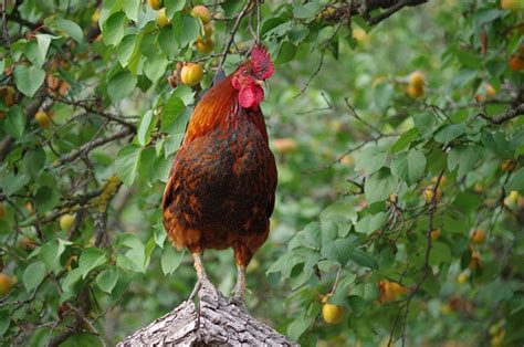 Farm Hen Animal - Free photo on Pixabay
