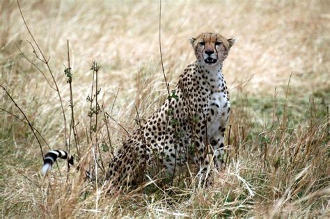 Cheetah Sitting In The Grass Picture. Image: 4793276