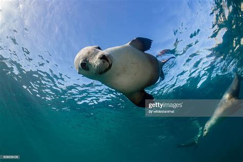 Australian Sea Lion Pups High-Res Stock Photo - Getty Images