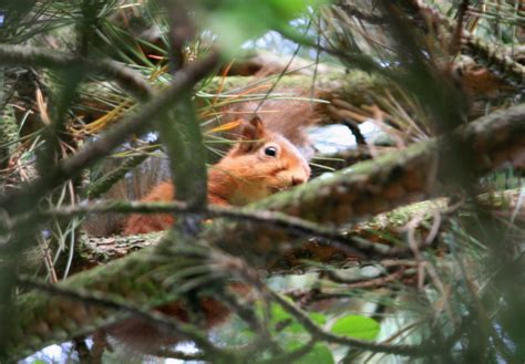 Cheeky Red Squirrel In Pine Trees Checking Out Kids Of The Wild Taking