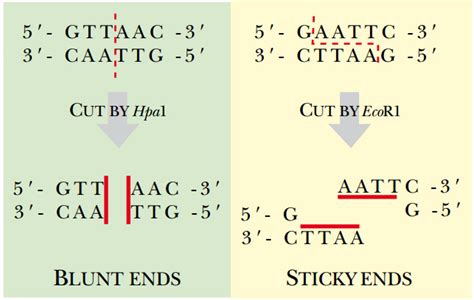 palindromic-sequence - Study Solutions