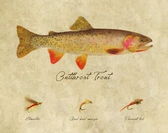 Cutthroat trout art | Etsy