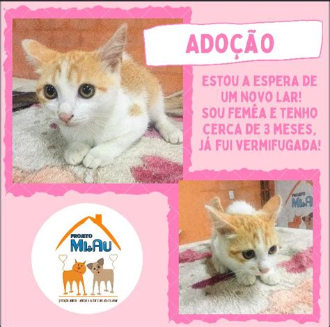 Adote Um Gatinho Ong Projeto Miau