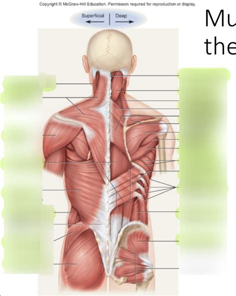 A P Lab Quiz 8 Pt 3 Diagram Quizlet