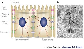 cell story  day junctional complex