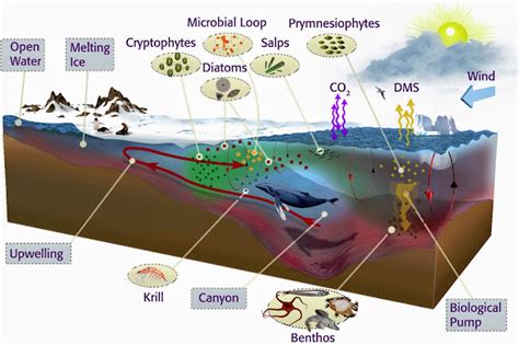 Aquatic Ecosystem (Water Ecosystem) ~ Professional Shiksha