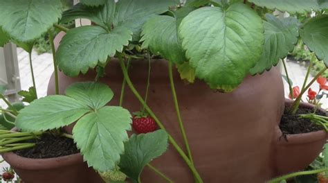 Growing Strawberries In Pots Its Berry Easy