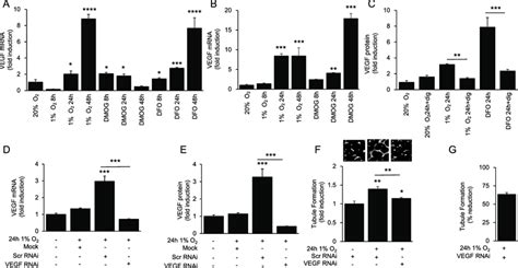 Vegf Expression By Cultured Ihcjecs Is Not Sufficient To Explain The