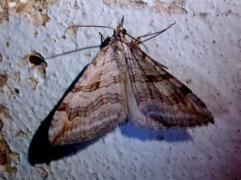 Triple Raie Aplocera Plagiata Clicnat Picardie Nature