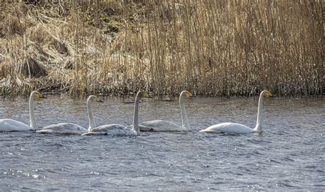 Whooper Swan Cygnus Bird Free Photo On Pixabay