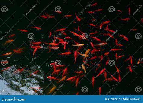 Carpas Japonesas Rojas Koi Peces En El Estanque Negro Imagen De Archivo