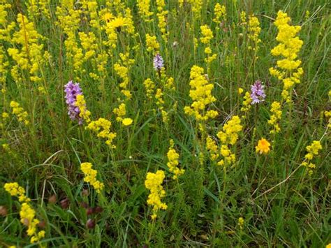 Galium verum, Lady's Bedstraw