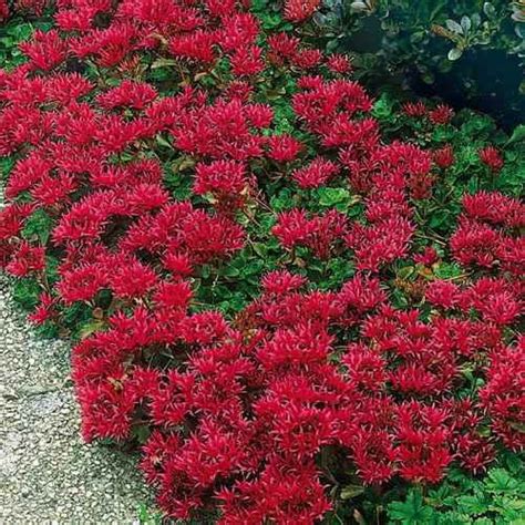 Sedum Summer Glory Spurium Stonecrop Ground Cover Plant Seed 2000