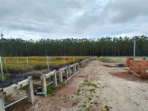 Agricultura Parceria Deve Aumentar A Produ O De Eucalipto Na Regi O