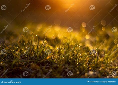 Grama Gotas De Orvalho No Nascer Do Sol Um Fundo Borrado