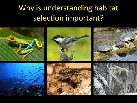 Ppt Habitat Selection Invasive Species And Student Research Project