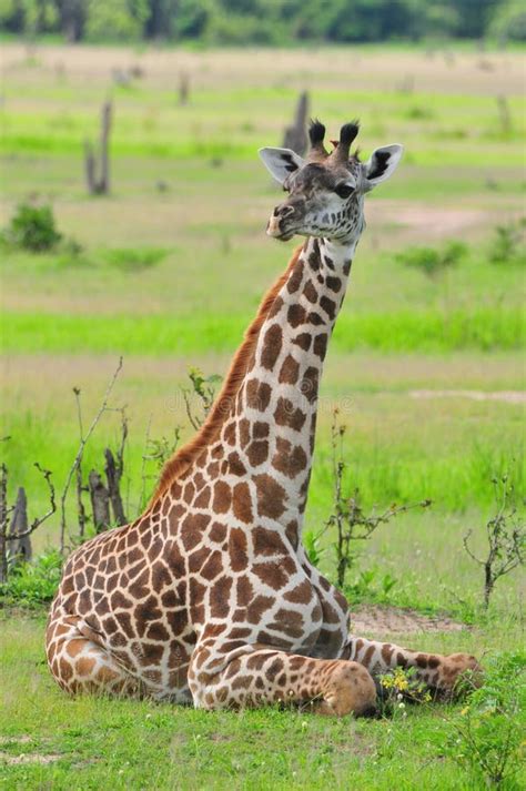 Baby Giraffe Sitting