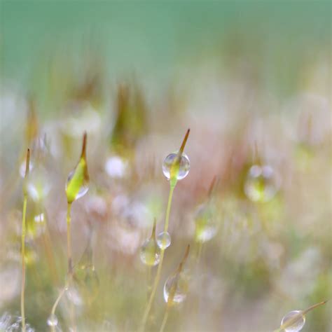 Wallpaper Sunlight Water Nature Rain Branch Moss Green Yellow